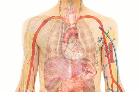 anatomy-254129_640