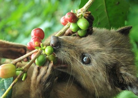 kopi luwak