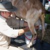 ragam manfaat susu kambing etawa untuk kesehatan