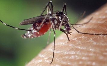 4 Fakta tentang Virus Zika yang Wajib Kamu Tau!