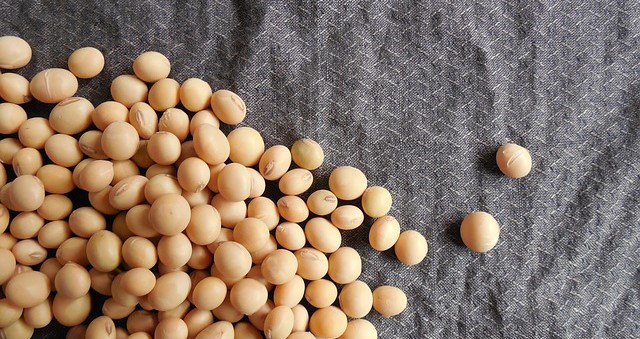 soybeans-182294_640