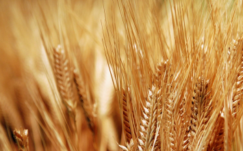 Kenapa Negeri Agraris dan Maritim Seperti Indonesia Masih Impor Pangan?