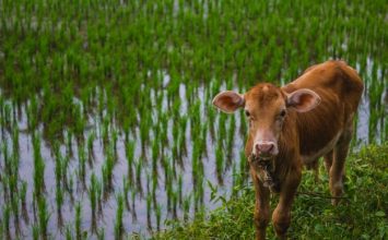 Ubah Masa Depan dengan Pembangunan Pertanian dan Ketahanan Pangan