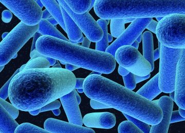 Infeksi Listeria dan Penyebarannya yang Mendunia