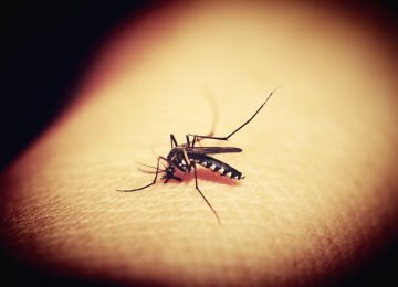 6 Alasan yang Membuat Kamu sering Digigit Nyamuk