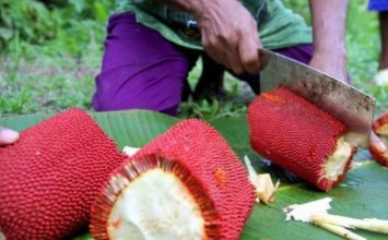 4 Manfaat Buah Merah Papua bagi Tubuh!