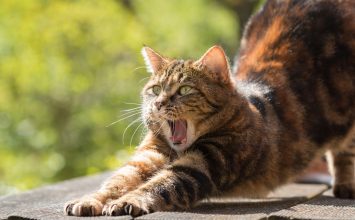 Benarkah Bulu Kucing Berbahaya bagi Ibu Hamil?