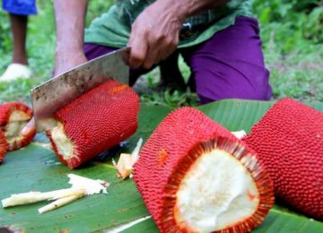 Buah Merah: Potensi Emas dari Papua