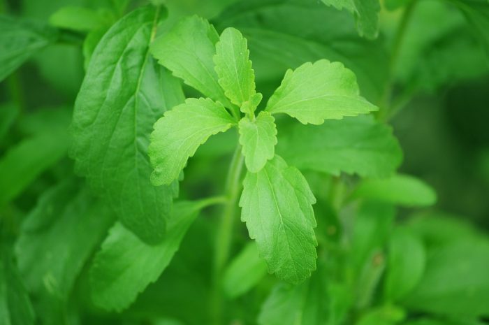 daun stevia sebagai pemanis