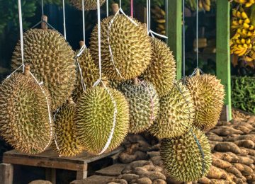 Kolesterol Tinggi karena Durian, Masa Sih?