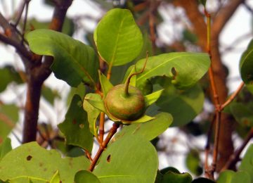 Mengenal Pedada, Buah Mangrove Kaya Manfaat