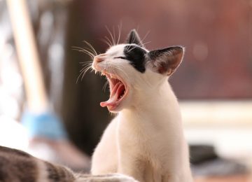 Suka Kucing? Hati-Hati Cat Scratch Disease