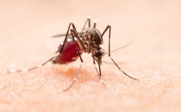 Perlu Waspada, Demam Berdarah Dengue Mengintai