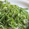manfaat daun kelor