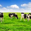 paparan dioksin pada produk pangan, Cows on a green field and blue sky.