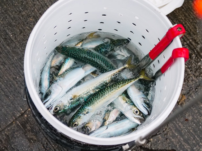 ikan bahan pembuat tekwan