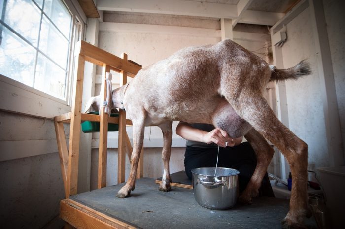 perbedaan kandungan susu sapi dan kambing