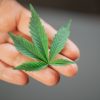 penggunaan ganja medis untuk terapi kesehatan