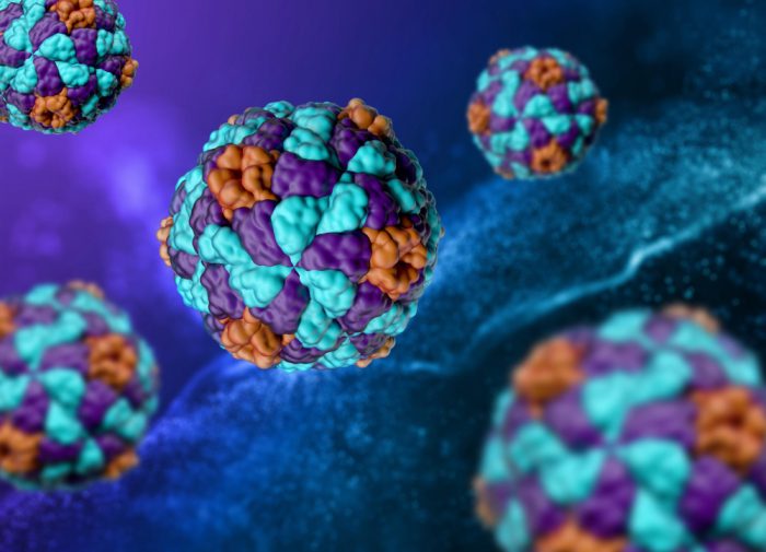 virus hepatitis 