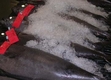 Gempylotoxin pada Ikan Gindara Penyebab Keriorrhoea