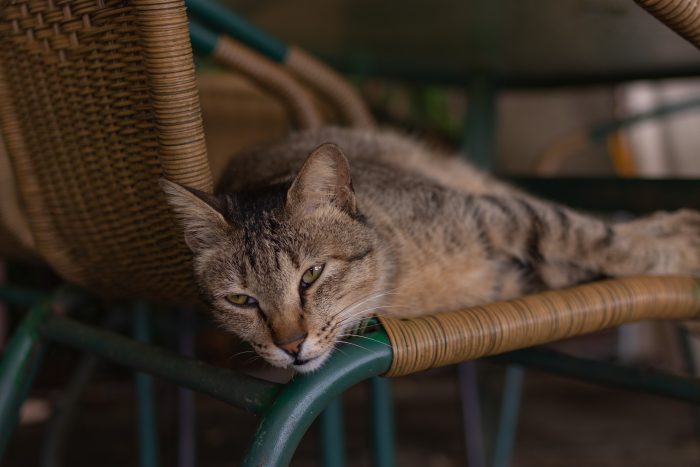 pertolongan pertama kucing keracunan