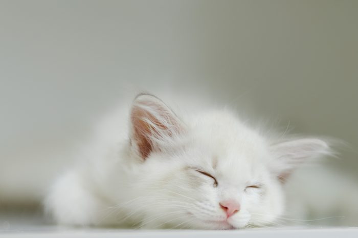 tanda dan gejala kucing keracunan