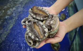 Abalone, Siput Laut untuk Kaya Manfaat