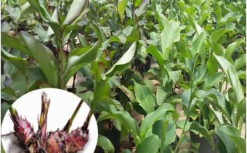 Ganyong, Alternatif Beras Kaya Kalsium