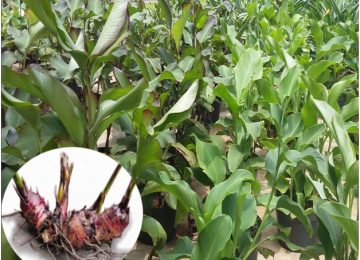 Ganyong, Alternatif Beras Kaya Kalsium