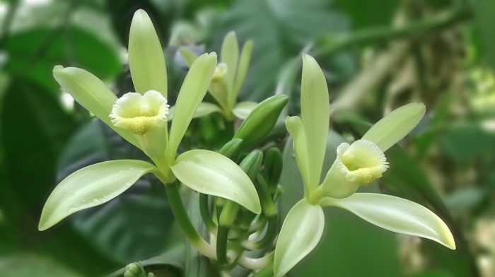 bunga Vanilla planifolia sumber cita rasa vanilla