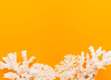 Mengenal Coral Bleaching Akibat Perubahan Iklim