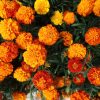 bunga tahi ayam marigold