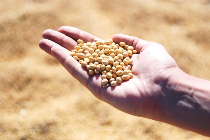 kacang kedelai fermentasi