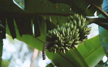 Manfaat Pohon Pisang dari Jantung Hingga Bonggolnya