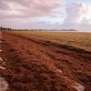 manfaat argassum sp
