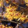 tanaman witch hazel