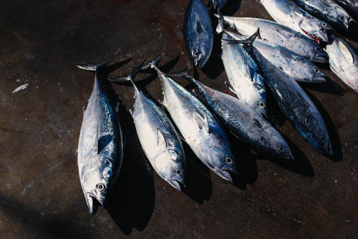 tips memilih ikan tuna segar