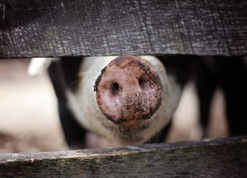 Benarkah Flu Babi Afrika Sudah Masuk ke Indonesia?