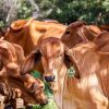 sapi antraks