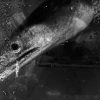 ikan cunang