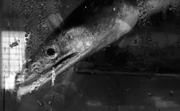 Ikan Cunang dan Manfaat Gelembung Renangnya
