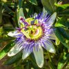 passionflower