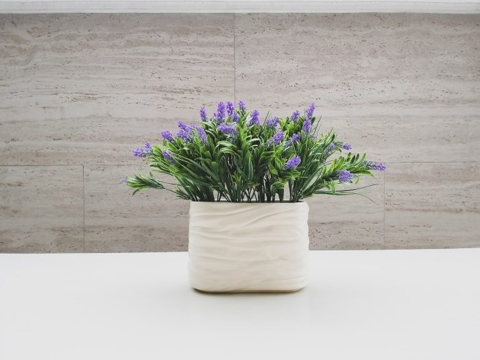 tanaman lavender untuk usir nyamuk