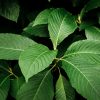 kratom