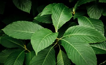 Benarkah Kratom dapat Sembuhkan Penyakit?