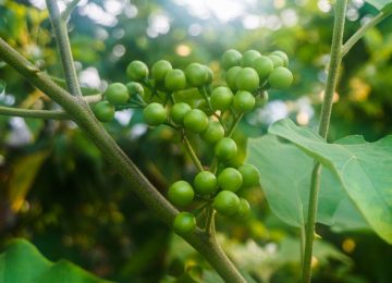 Pokak (Solanum torvum) sebagai Pencegah Kanker